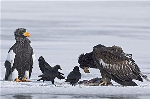 虎头海雕,喂食,鹰,大乌鸦,等待,堪察加半岛,俄罗斯