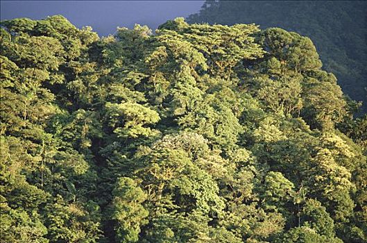 林冠层,山谷,蒙特维多云雾森林自然保护区,哥斯达黎加