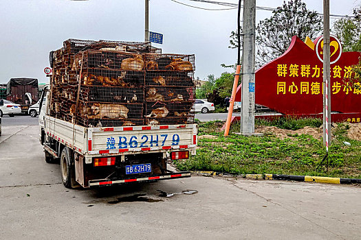 河南滑县：装满狗狗的卡车