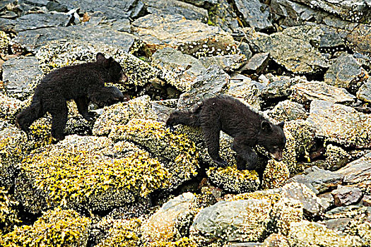 黑熊,幼兽,美洲黑熊,觅食,海岸线,靠近,温哥华岛,不列颠哥伦比亚省,加拿大
