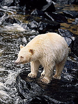 灵熊,大熊雨林,不列颠哥伦比亚省,加拿大