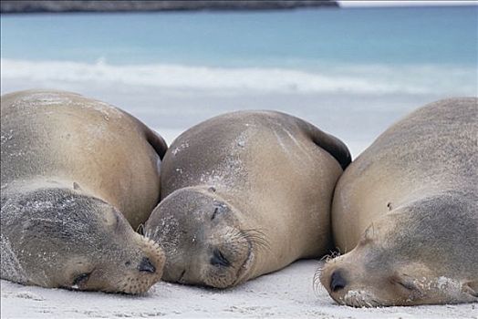 加拉帕戈斯,海狮,加拉帕戈斯海狮,三个,休息,海滩,加拉帕戈斯群岛,厄瓜多尔