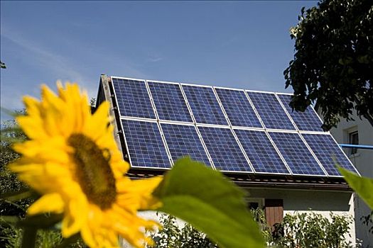 太阳能电池,遮盖,小,屋顶,向日葵,花