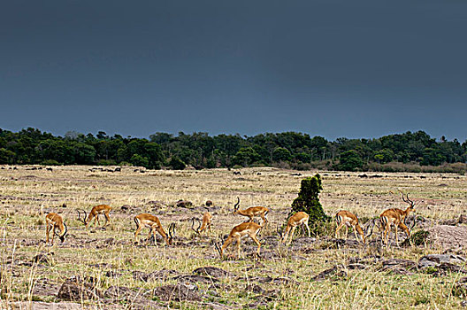 黑斑羚,马赛马拉,肯尼亚