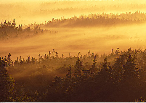 薄雾,俯视,树林,日出,长岛,新斯科舍省,加拿大