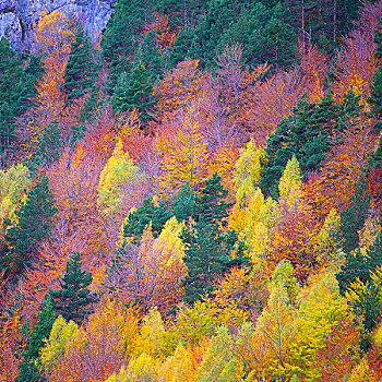 秋天,比利牛斯山脉,奥德萨,韦斯卡,西班牙