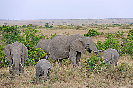 非洲,灌木,大象,风景,马萨伊,肯尼亚