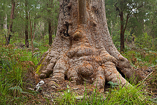 红色,兴奋,桉树,树干,国家公园,西澳大利亚州,澳大利亚
