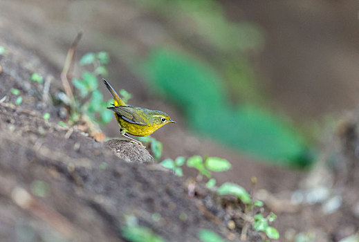 活跃在中国西南山地低矮灌木丛间的金色林鸲鸟