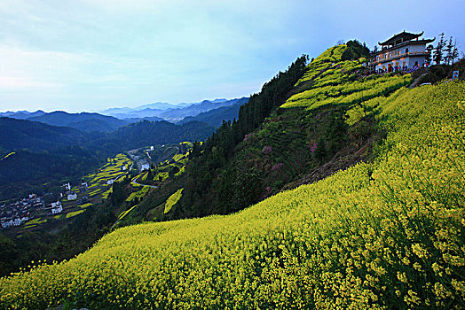 安徽,歙县,石潭,下汰村,春天,油菜花,烂漫