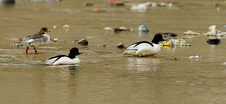 普通秋沙鸭游戏在垃圾布满河道
