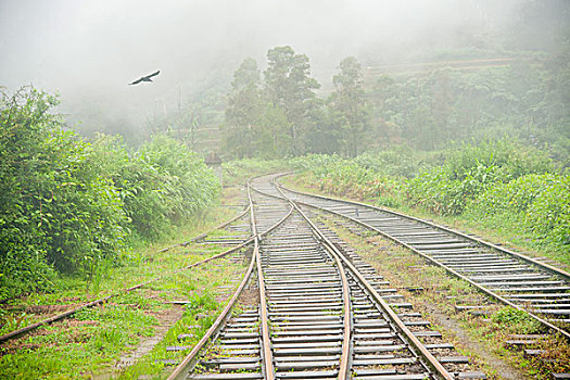 列车,窗户,铁轨,飞鸟,雾,路线,康提,斯里兰卡