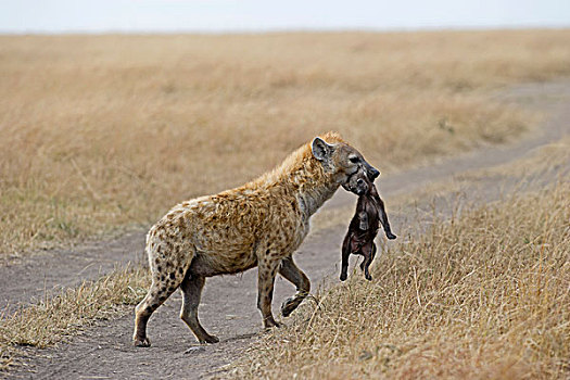 斑鬣狗,幼兽,幼仔,马赛马拉,肯尼亚,非洲