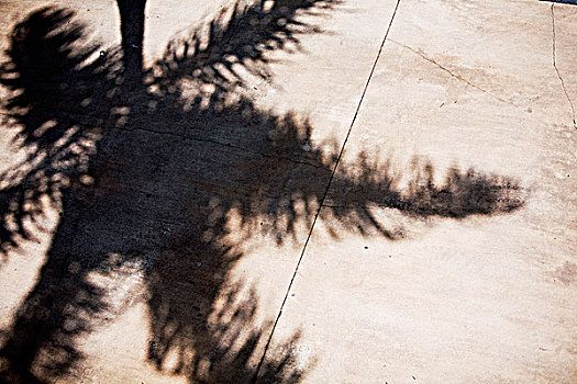 棕榈树,影子,地上