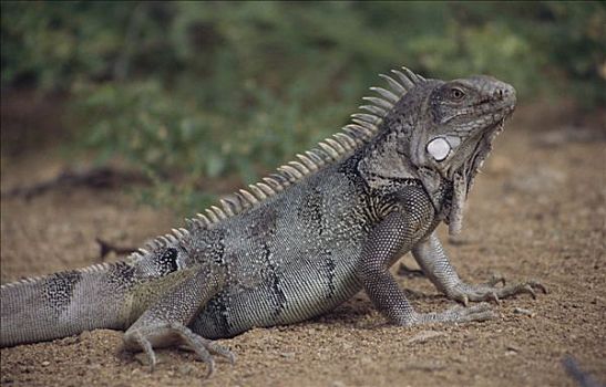 绿鬣蜥,哥斯达黎加,中美洲