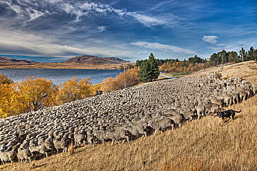 家羊,绵羊,成群,牧羊人,狗,车站,湖,苍鹭,坎特伯雷,新西兰