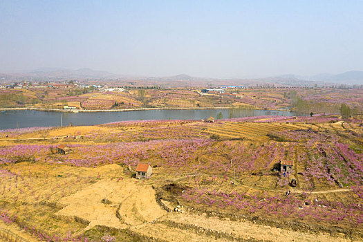 山东蒙阴乡村桃花