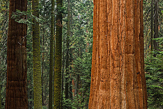 巨大,红色,木头,国王峡谷,国家公园,加利福尼亚,美国