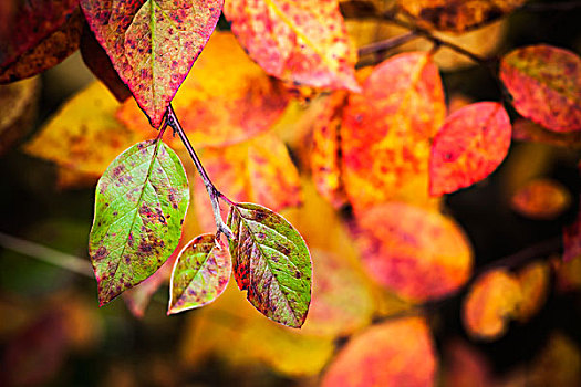 秋天,自然,背景,鲜明,彩色,秋叶,特写,聚焦