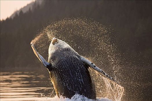 驼背鲸,鲸跃,靠近,日落,东南阿拉斯加,夏天