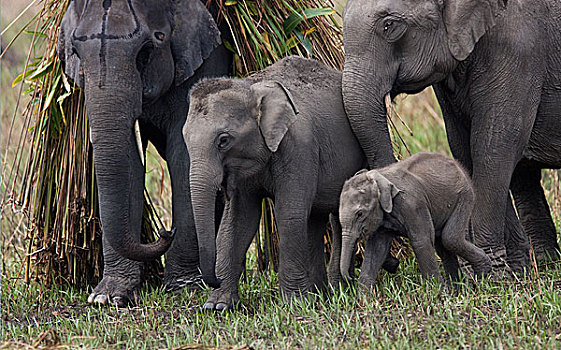 亚洲象,象属,家庭,家养,大象,阿萨姆邦,印度