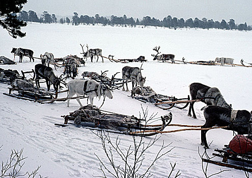 芬兰,驯鹿,雪撬,等待,雪