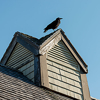 乌鸦,栖息,屋顶,绿色,山墙,爱德华王子岛,加拿大