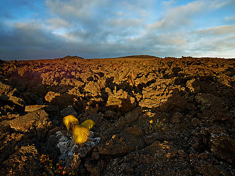 火山岩,石头,夜光,美国,夏威夷,北美