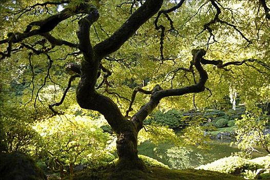 日式庭园,波特兰,俄勒冈,美国