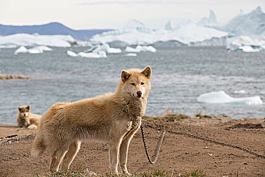 格陵兰,半岛,迪斯科湾,工作,雪橇狗