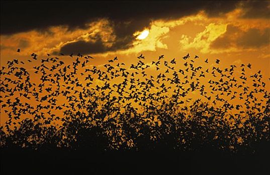 常见八哥,紫翅椋鸟,成群,日落,欧洲