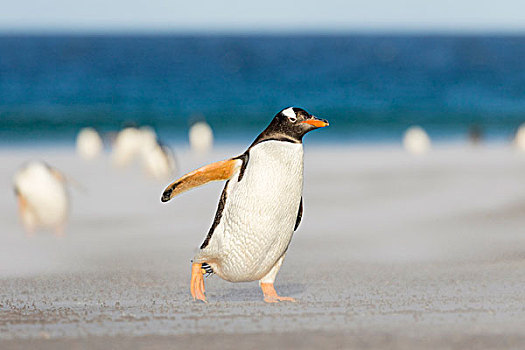 巴布亚企鹅,福克兰群岛,穿过,宽,沙滩,走,向上,栖息地