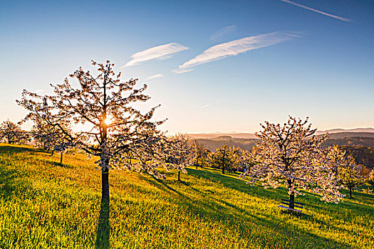 盛开,樱桃树,牧场,日出,逆光,春天,瑞士
