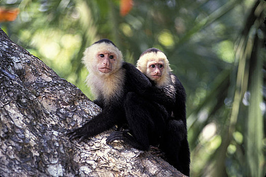 哥斯达黎加,国家公园,雨林,猴子,幼仔