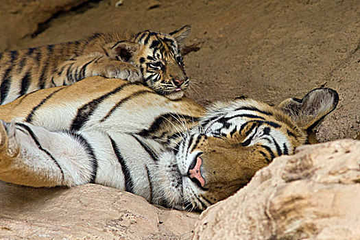 孟加拉虎,虎,五个,星期,老,幼兽,睡觉,母亲,巢穴,班德哈维夫国家公园,印度
