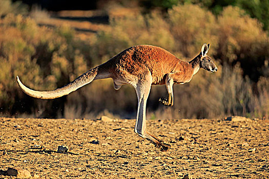 红袋鼠,成年,雄性,跳跃,国家公园,新南威尔士,澳大利亚,大洋洲