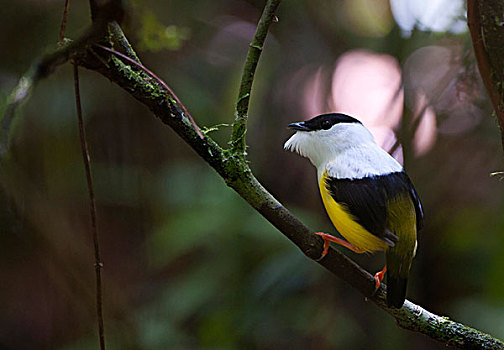 侏儒鸟,展示,哥斯达黎加,中美洲