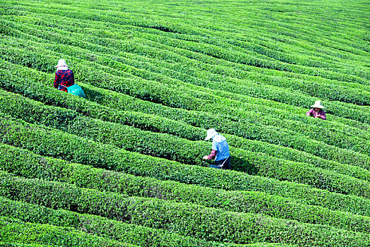 南京江宁茶场风光