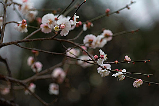 梅花,花朵,梅园,春天,报春