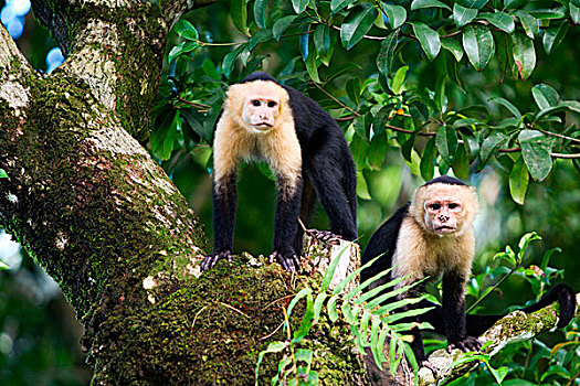 猴子,哥斯达黎加