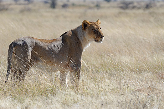 雌狮,狮子,站立,高草,警惕,看,室外,埃托沙国家公园,纳米比亚,非洲