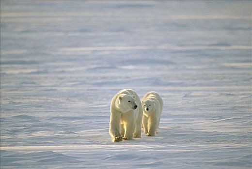 北极熊,一对,走,冰原,丘吉尔市,曼尼托巴,加拿大