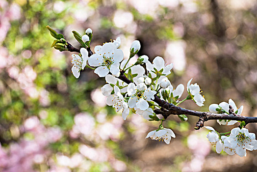 李子花