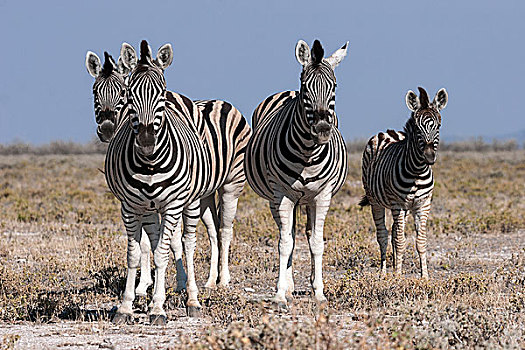 斑马,埃托沙国家公园,纳米比亚,非洲
