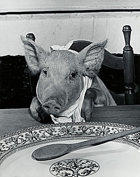 特写,猪,坐,餐桌