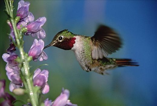宽尾蜂鸟,花蜜,荒芜,钓钟柳属,花,新墨西哥