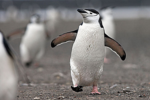 帽带企鹅,南极企鹅,走,海滩,欺骗岛,南设得兰群岛,南极