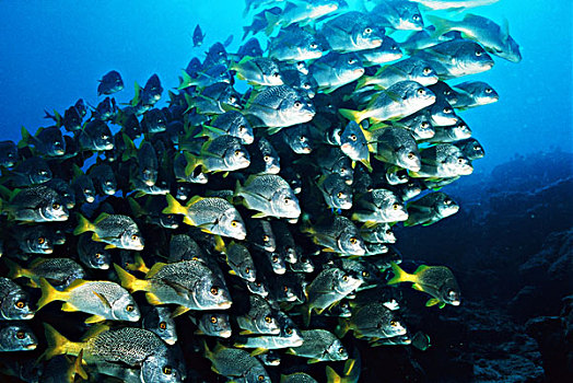 厄瓜多尔,加拉帕戈斯群岛,鲷鱼,鱼群,大幅,尺寸