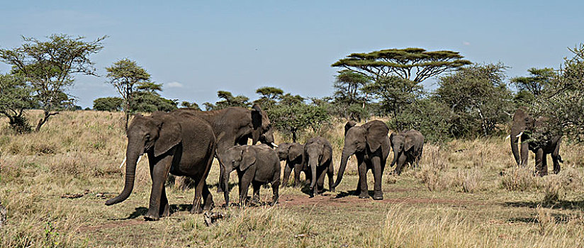 非洲大象010