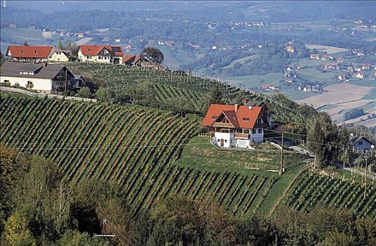 葡萄酒,农业,葡萄种植,奥地利,欧洲